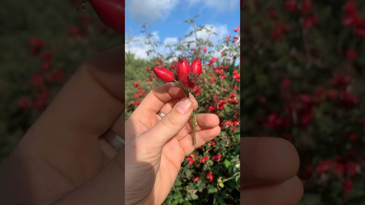 Рай шиповника 🌹❤️ 