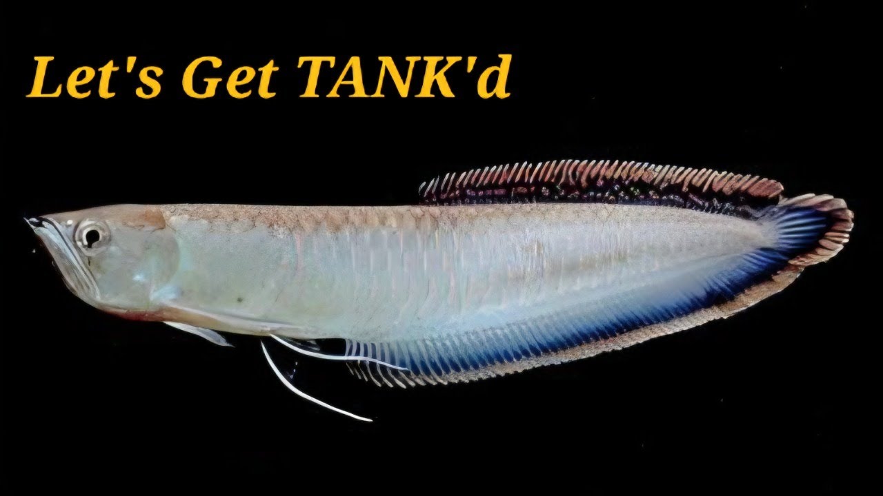 Let's Get TANK'd S:2 / E:22