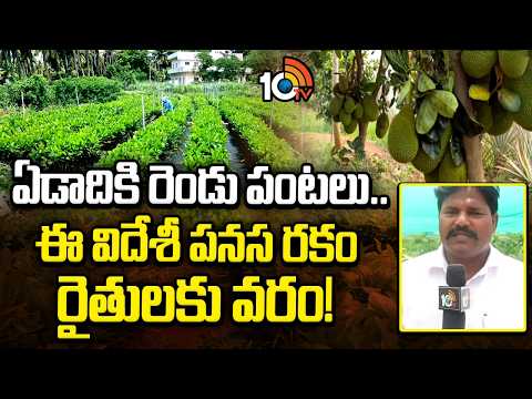 ఏడాదికి రెండు పంటలు.. ఈ విదేశీ పనస రకం రైతులకు వరం! |Jackfruit Farming Success Story | Matti Manishi - 10TVNEWSTELUGU