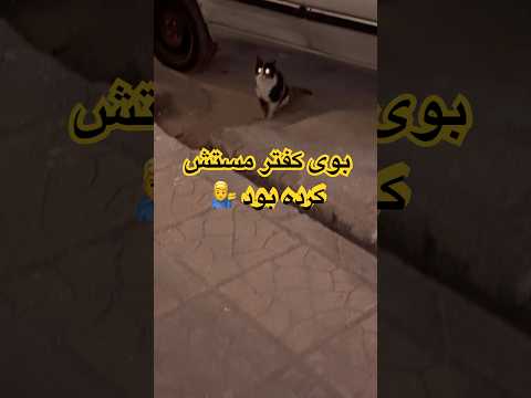 کمین گربه برای ۴کبوتر زاغ شورت  کبوتر بلندپرواز