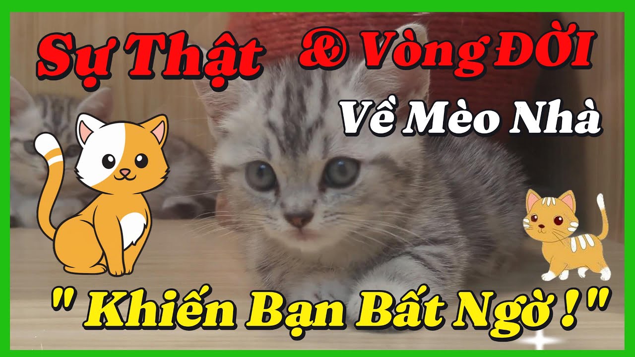 😺Vòng Đời & Sự Thật Khiến Bạn Bất Ngờ Về Mèo Nhà – “Ninja” Âm Thầm Trong Thế Giới Loài Vật!