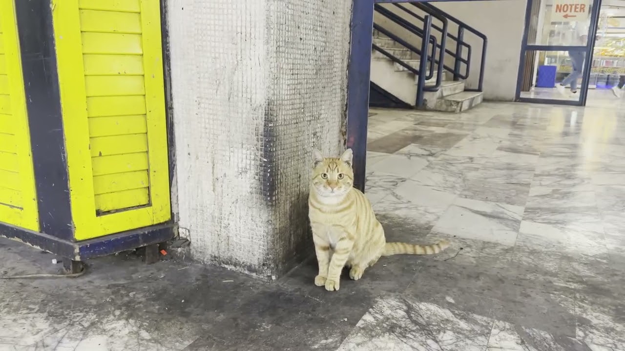 イスタンブールオトガルにいたチャトラ猫さん  #バイランパシャ