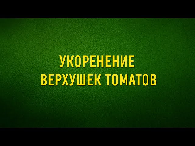 Укоренение верхушек томатов\Если сломалась верхушка у рассады