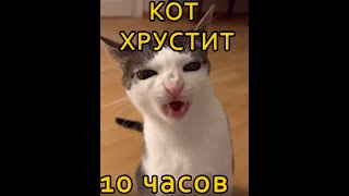 Кот хрустит кормом 10 часов | 10 hours