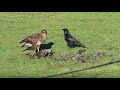 Red Kite and Buzzard feeding on Pheasant