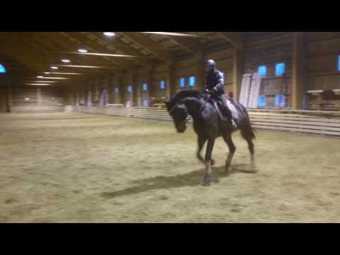 Quantus laukka, for sale