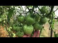 Окончательная формировка куста и удаление листвы у томатов!