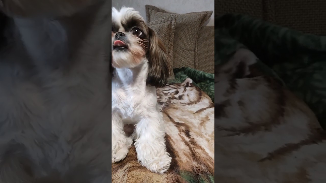 Глазки нашей милашки ? #смешныеживотные #dog #babydog #funny #шитцу #cutedog #puppy #lovedogs