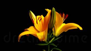Dancing Flowers screenshot 3