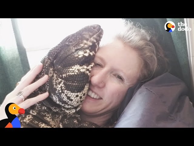 Cuddly Tegu Lizard Is So Spoiled By His Mom | The Dodo