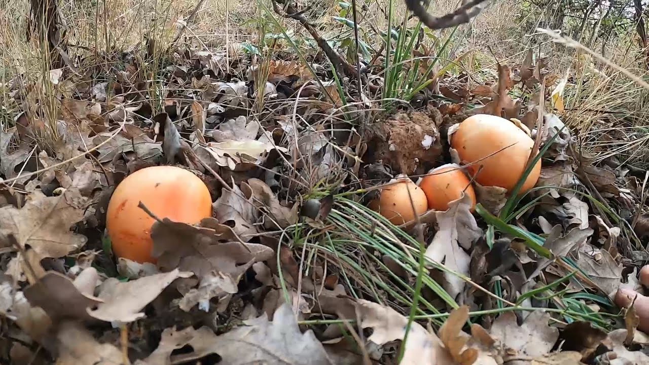 Amanita cesarea 💥 boletus 💥 seta de cardo 2024
