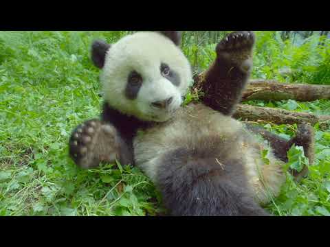 Земля: Один потрясающий день - Трейлер