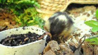 Lowland Streaked Tenrec