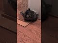 cat gets jumped #funnycat #funny #funnycatvideos #cute #cat #cutecat #funnypet