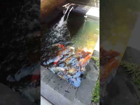 koi
