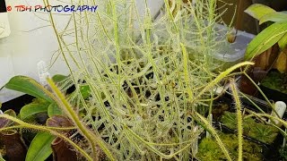 Byblis Guehoi Having A Terminte Feast