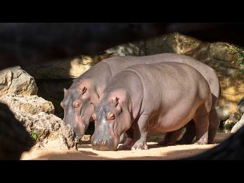 Conmemoramos en BIOPARC Valencia el Día Mundial del Hipopótamo 2026 🦛  #WorldHippoDay
