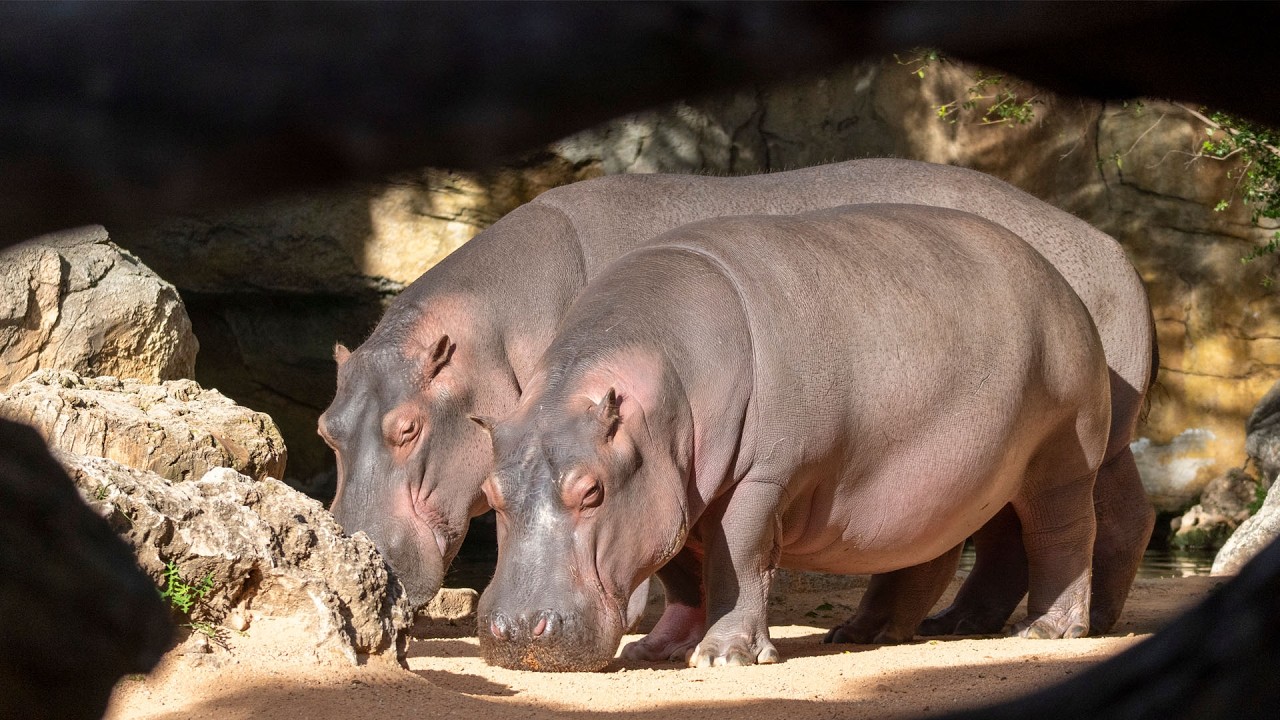 Conmemoramos en BIOPARC Valencia el Día Mundial del Hipopótamo 2026 🦛  #WorldHippoDay