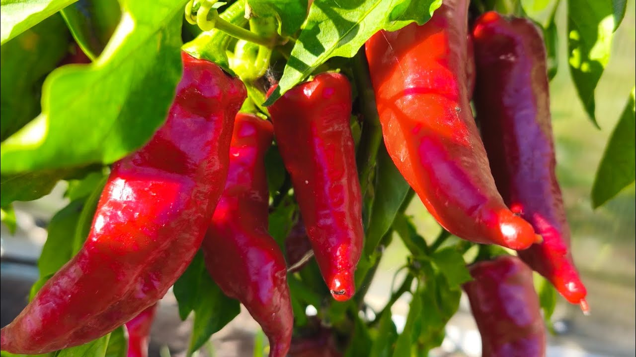 Обзор сортов острых перцев сезона 2025 