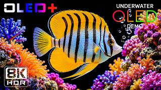 Ultimate 8K HDR Underwater Detail | OLED Screen Test & Ultra HD TV Demo (8K/4K Video)