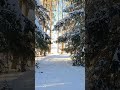 Brushing Snowy Pine Branches❄️ASMR Deep Crunch &amp; Sun Rays to Frozen Lake Horizon #nature #snow #asmr