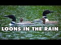 Thunder and Heavy Rain on a Pond With a Beautiful Loon Family Swimming and Calling in the Downpour