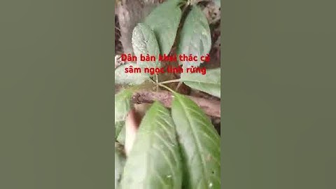 Dân bản đào #sâm_ngọc_linh_rừng #sâm_lai_châu_rừng #sâm_ngọc_linh