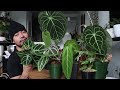 My Anthurium Collection | How To Care For Anthuriums | Rare Houseplants