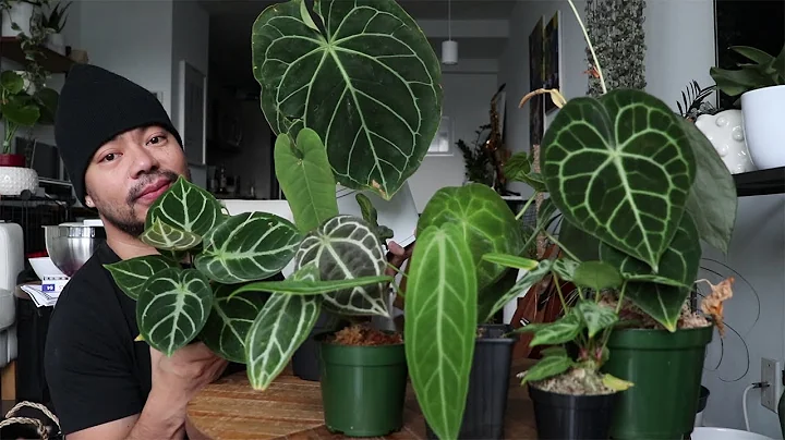 My Anthurium Collection | How To Care For Anthuriums | Rare Houseplants