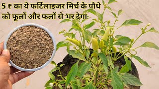 सिर्फ 5₹ में बनाए मिर्च के पौधे के लिए स्पेशल फर्टिलाइजर पौधा मिर्च से लद जाएगा | Organic Fertiliser