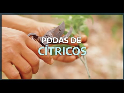 Podas en cítricos