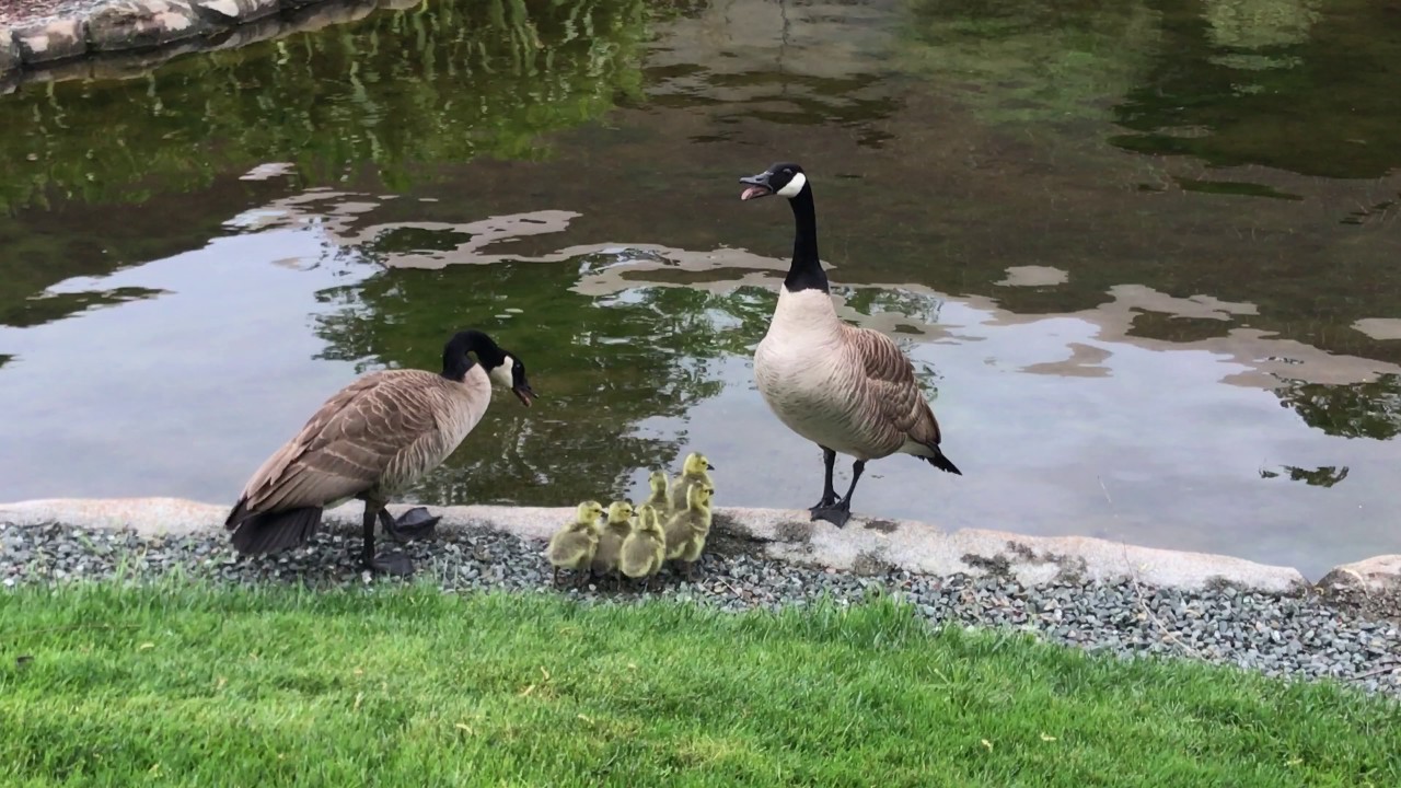honking and hissing geese