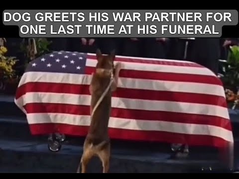 FALLEN SOLDIERS DOG