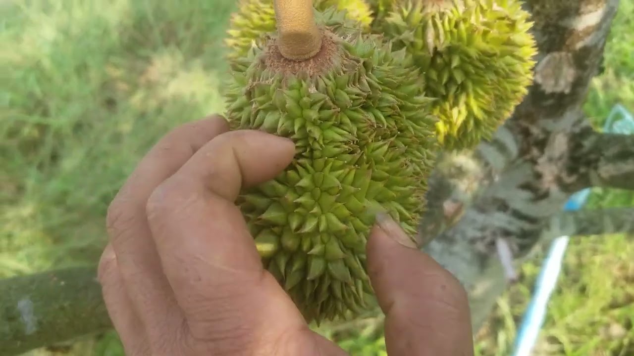 ရက်ငါးဆယ်ဆိုမြေဆီကျွေတတ်ဖို့လိုပါပြီ