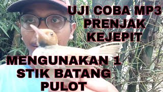 MEMIKAT BURUNG PRENJAK KEPALA MERAH MENGUNAKAN MP3 PRENJAK KEJEPIT