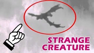 Dragon Caught On Tape