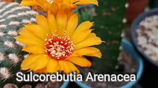 Sulcorebutia Arenacea - Xương Rồng \