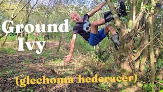 Ground Ivy (glechoma hederacer) #foraging #aromaticplants #herbs #forest #hedges #cats #funny #like