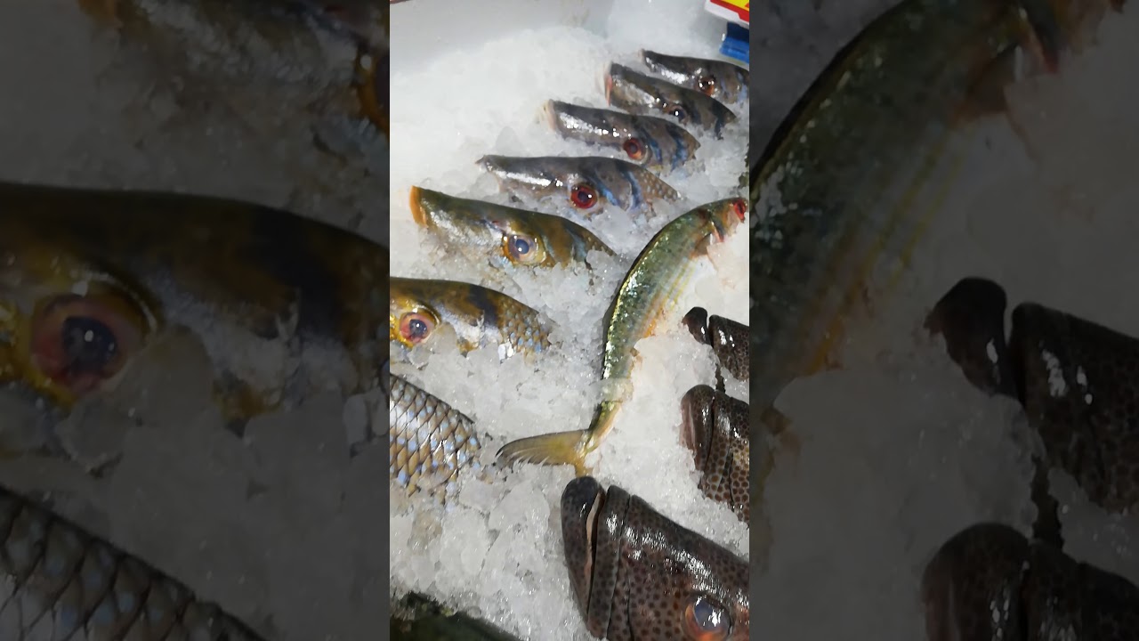 How to display mahrAjaan Fish