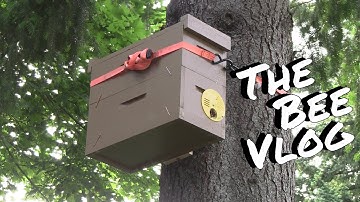 Swarm Trap Success! - Bee Vlog #136 - Jun 14, 2014