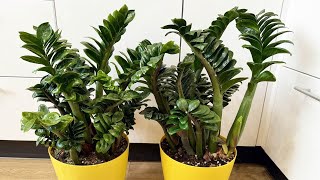 картинка: 5 основных ингредиентов для создания идеального ГРУНТА для ЗАМИОКУЛЬКАСА - марафон часть 8