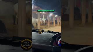 Jameel Memon Colony| Al Moiz Cattle Farm #qurbani2026 #cow #bull #animals #farmanimal