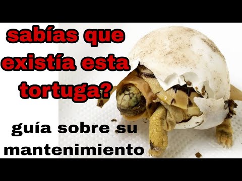 CÓMO cuidar tu TORTUGA de tierra. Mejora su calidad de vida. 🐢🐢🐢 hqdefault