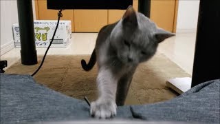 もっとじゃれて欲しいのに。待たされて、じらされて・・