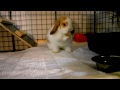 How to Build a BUNNY CONDO! How to Build a BUNNY CONDO!