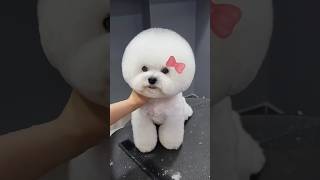ú ù 🐶😘 #trend #viral #vlog #happy #highlights #gaming #like #lyrics #music #mukbang #trending #how
