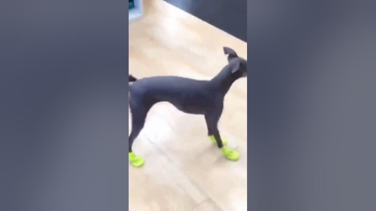 Dogo Has The Most Expensive Nikes YouTube dogo-has-the-most-expensive-nikes-youtube
