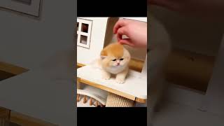 Funny Cats