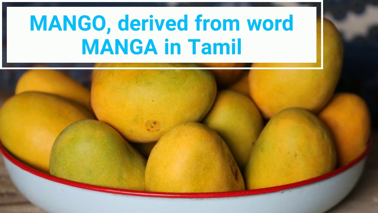 Tamil words adopted in other language part1 YouTube