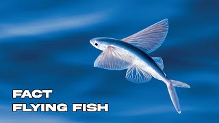 Incredible Facts About Flying Fish | Nature's Ocean Gliders!